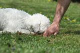 LAGOTTO CAVAGE 038